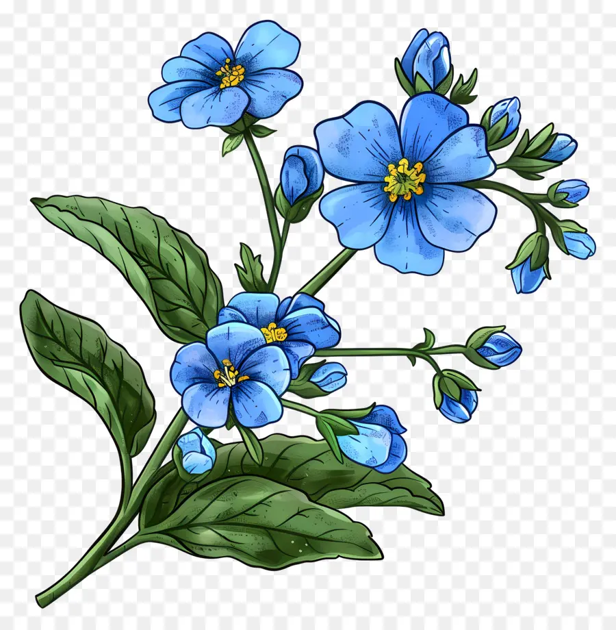 ลืมฉัน Nots，สีน้ำเงินดอกไม้ PNG