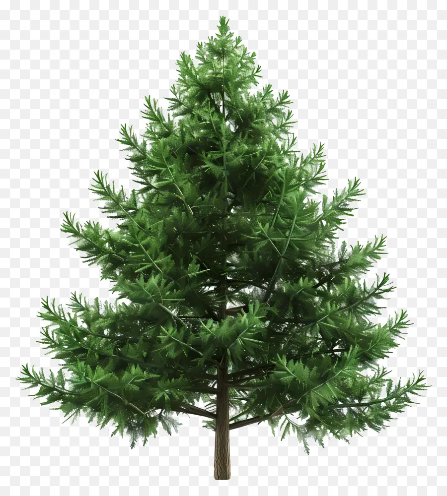 Evergreen ต้นไม้，ลิงค์ต้นไม้ PNG