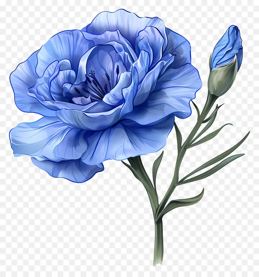 สีน้ำเงิน Lisianthus，ดอกคาร์เนชั่นสีน้ำเงิน PNG