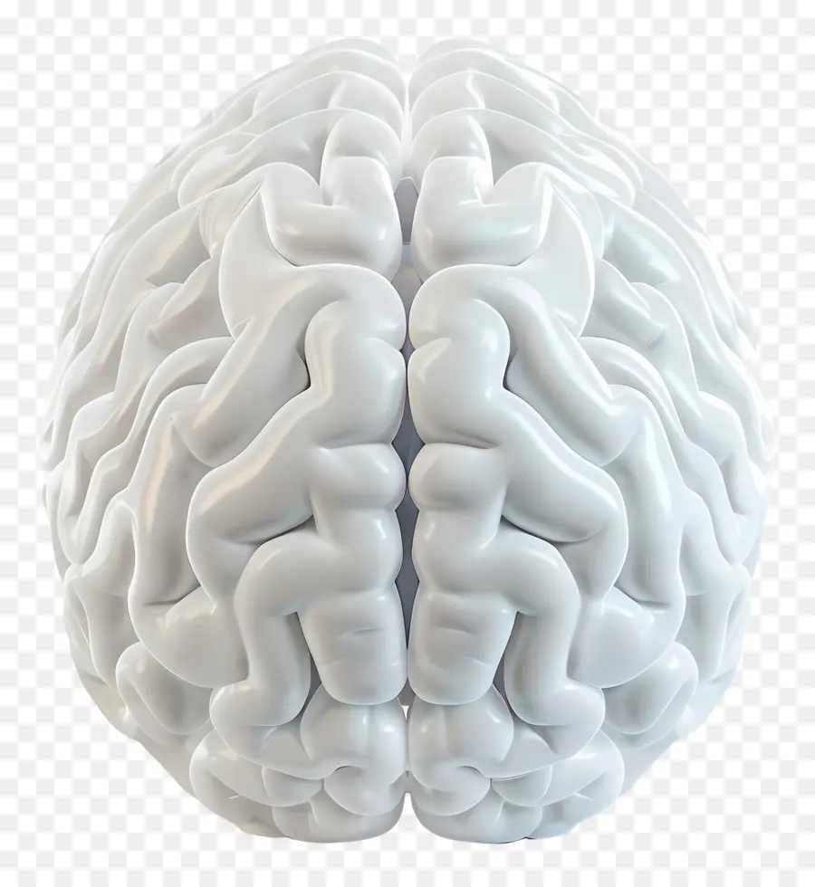 ตามธรรมชาสมอง，สมองของมนุษย์ PNG