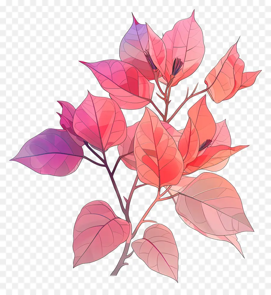 Bougainvillea ดอกไม้，สีชมพูและสีม่วงดอกไม้ PNG