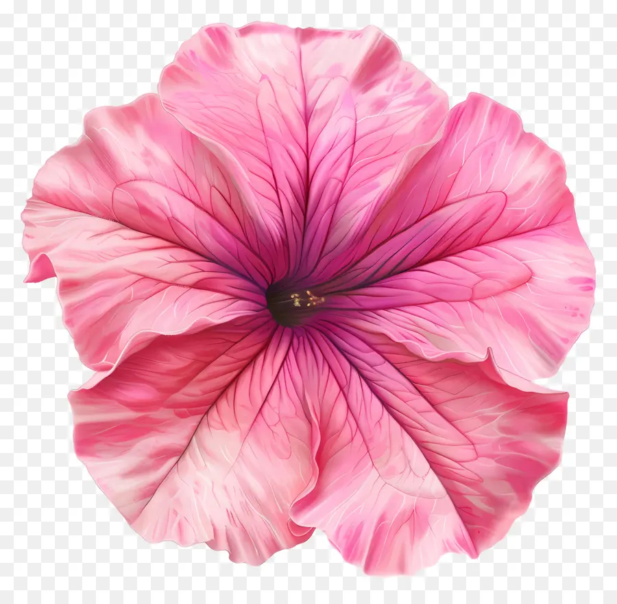 ดอกไม้ Petunia，ดอกไม้สีชมพู PNG