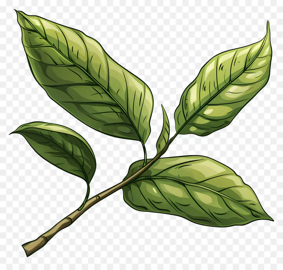 ชา，ใบไม้สีเขียว PNG