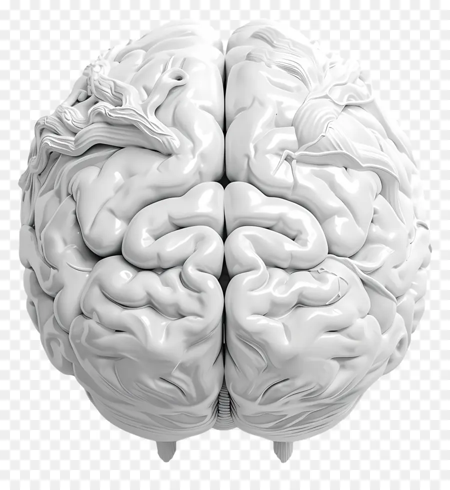 ตามธรรมชาสมอง，สมองของมนุษย์ PNG