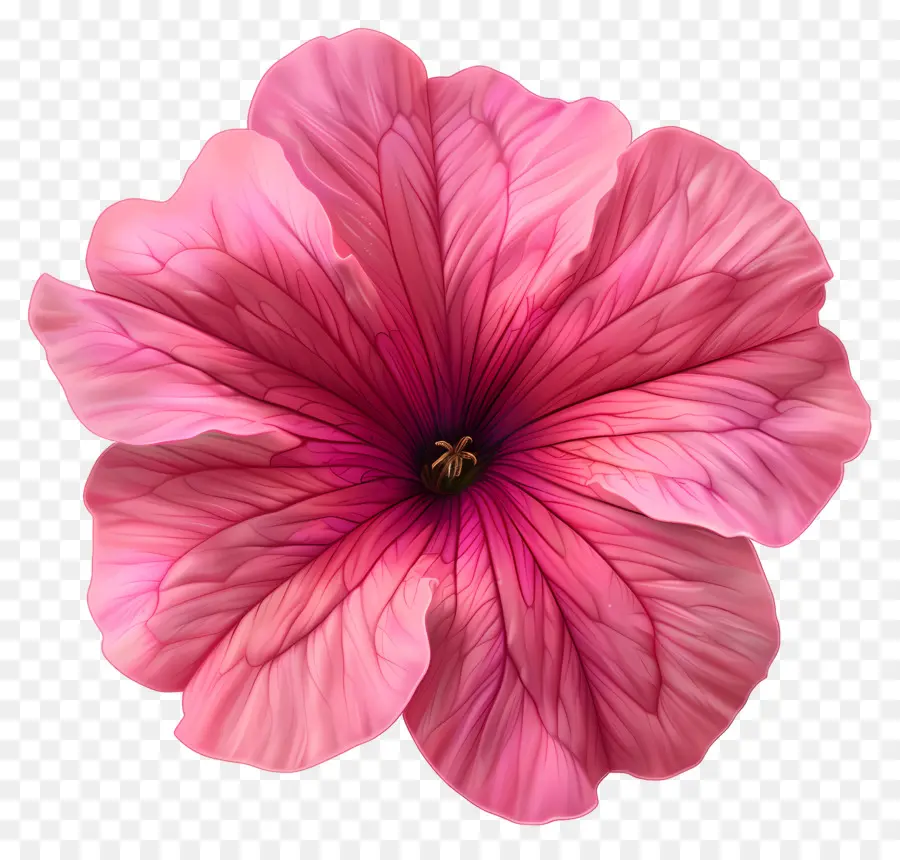 ดอกไม้ Petunia，ดอกไม้สีชมพู PNG