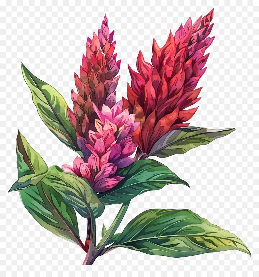 ดอกไม้ Celosia，สี Illustration PNG