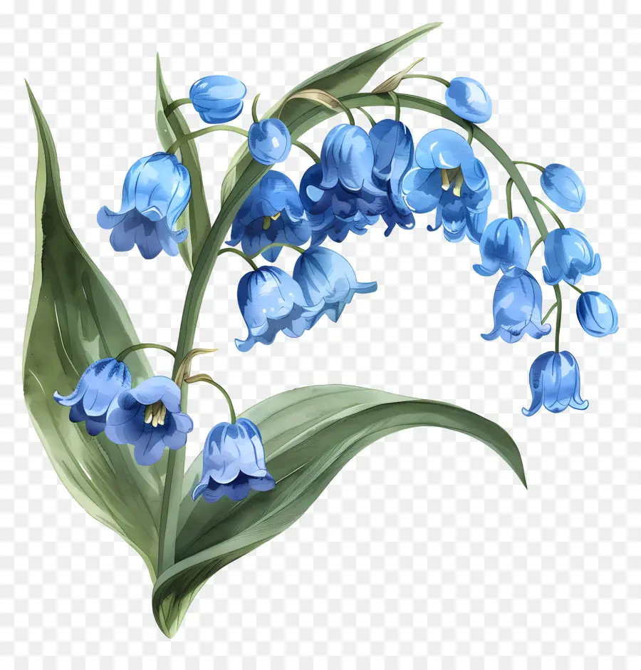 Blue Lily Of The Valley，ดอกไม้สีฟ้า PNG