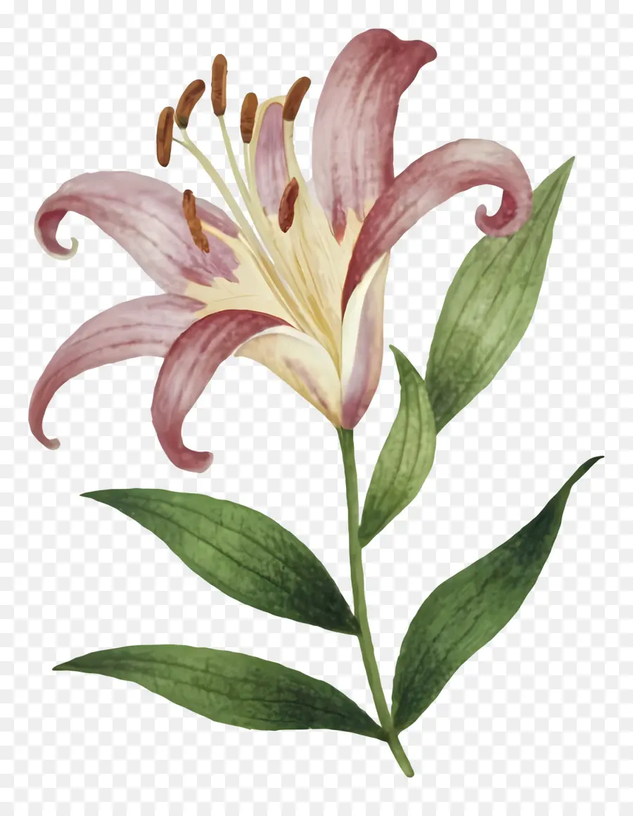 ดอกลิลลี่สีชมพูของหุบเขา，สีวาดรูป PNG