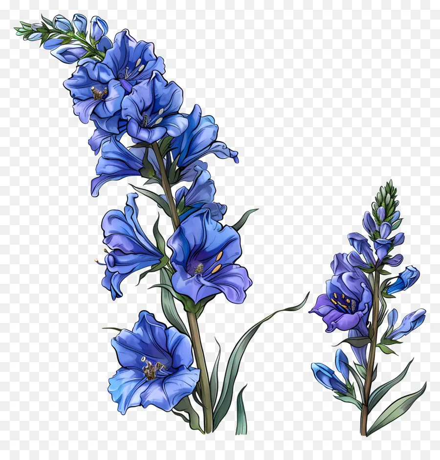 ดอกลาสปุระ，สีน้ำเงินดอกไม้ PNG