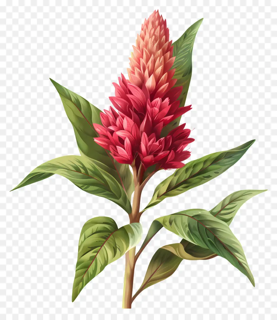 ดอกไม้ Celosia，ดอกไม้ PNG