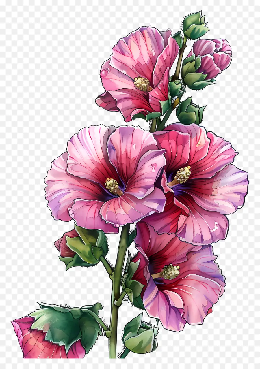 Hollyhock，ดอกไม้สีชมพู PNG