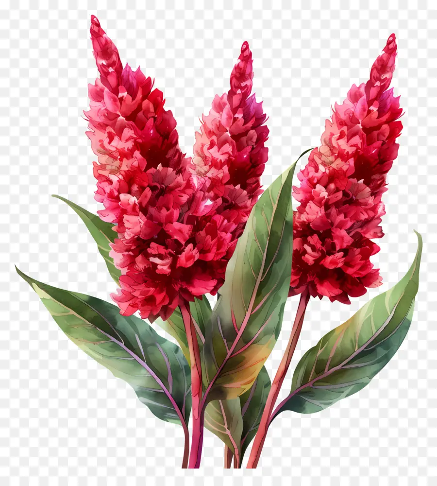 ดอกไม้ Celosia，สีแดงดอกไม้ PNG