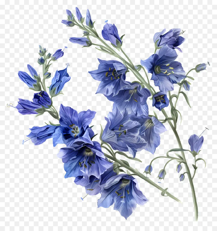 ดอกลาสปุระ，Blue Bellflowers PNG