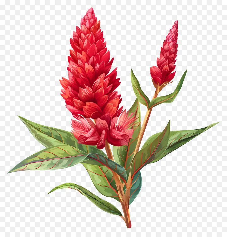 ดอกไม้ Celosia，ดอกไม้สีชมพู PNG