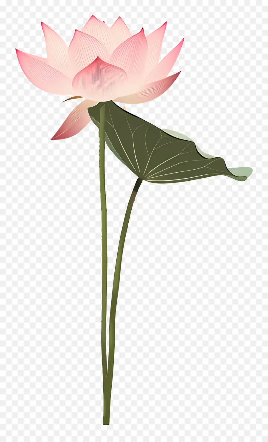 ดอกบัวเช่น，สีชมพู Petals PNG