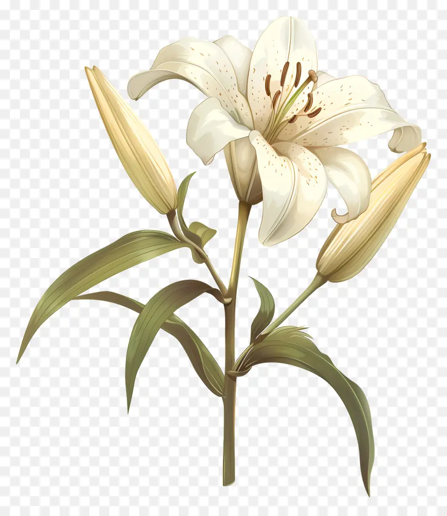 ลิลลี่สีขาว，สีขาวลิลลี่ดอกไม้ PNG
