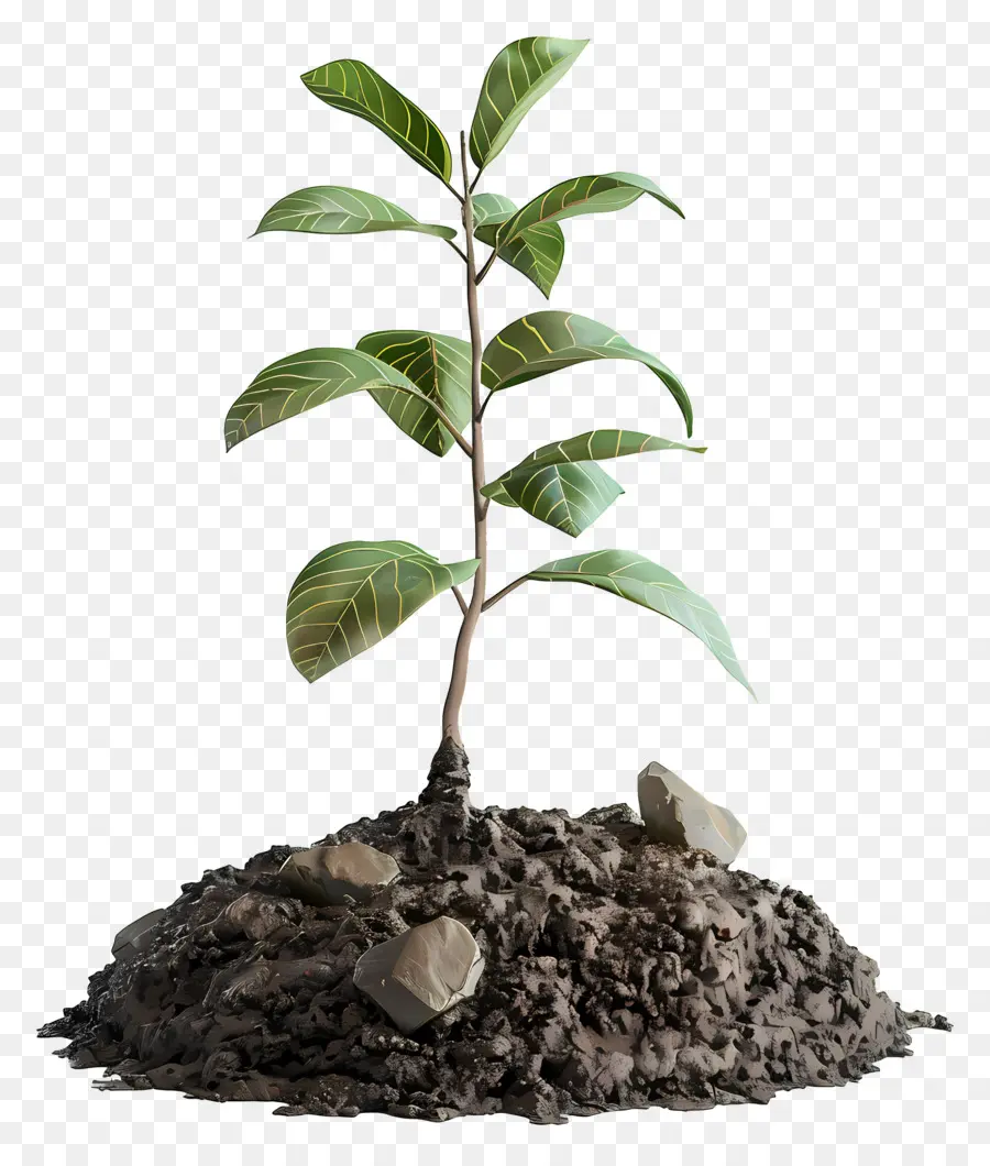 ดิน，ต้นไม้เติบโต PNG