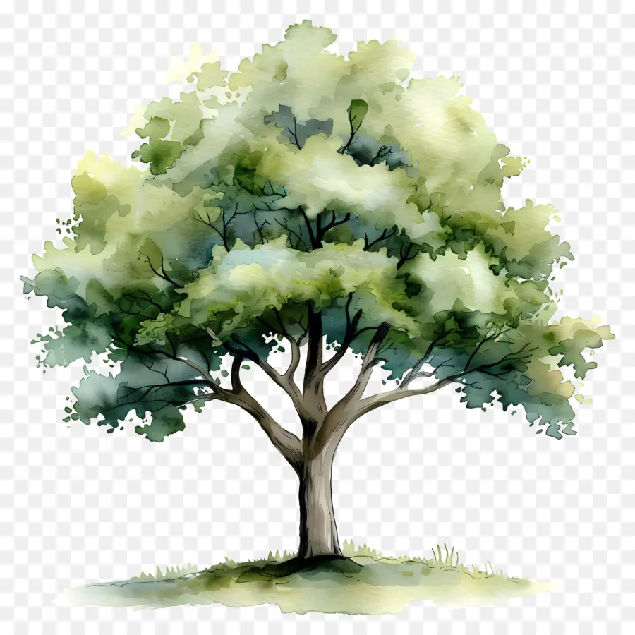 แผนต้นไม้สีน้ำ，ต้นไม้ PNG