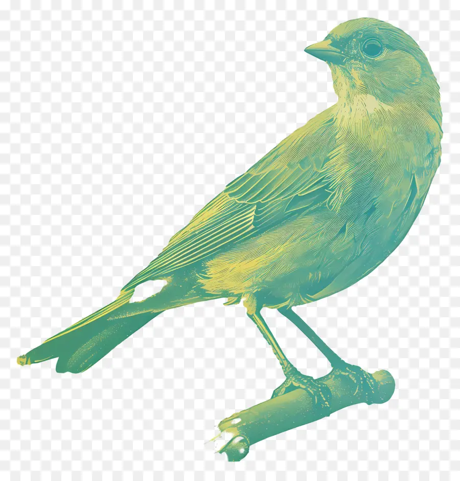 นก，สีเขียว PNG