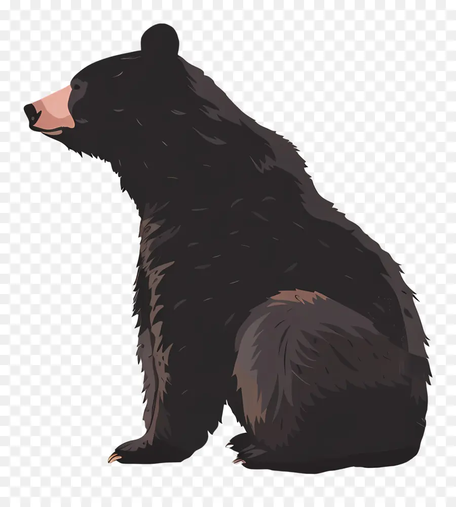 หมี，หมีดำ PNG