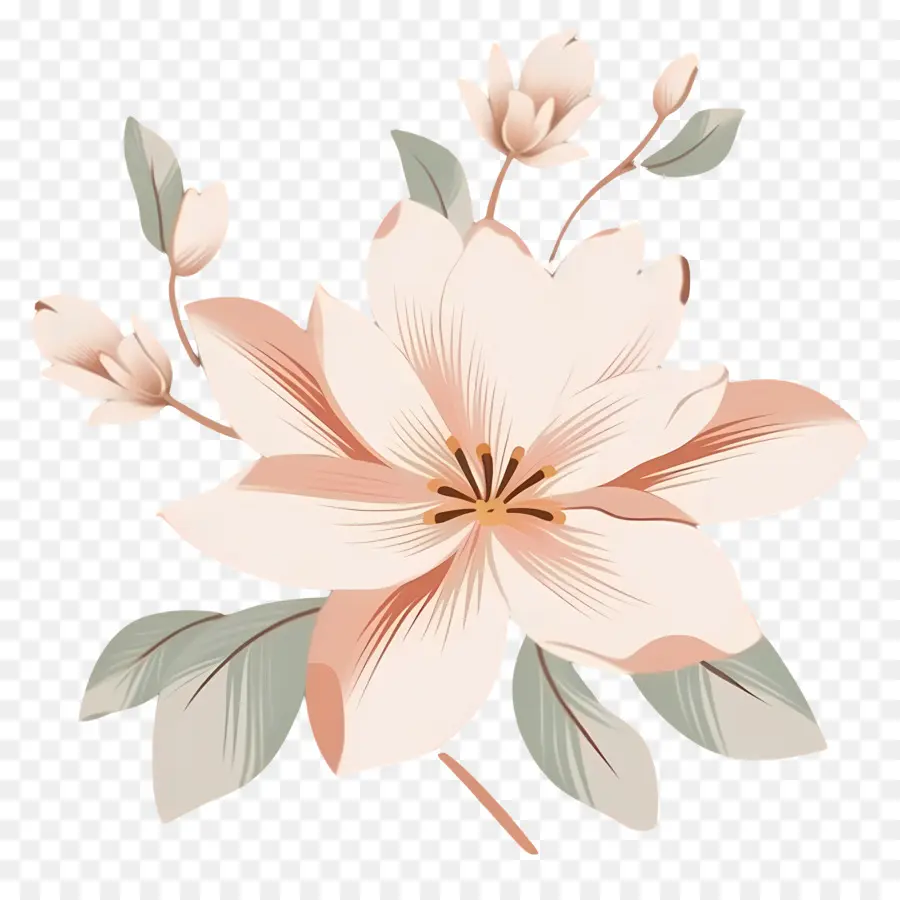 โรแมนติกดอกไม้，สีชมพู Magnolia PNG
