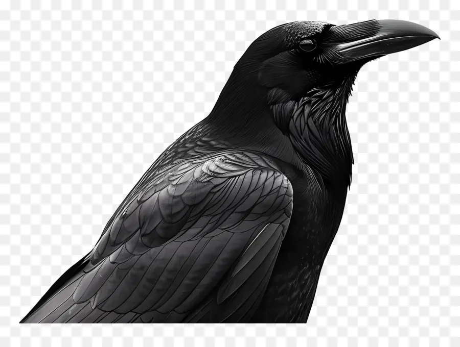 เรเวน，นกสีดำ PNG