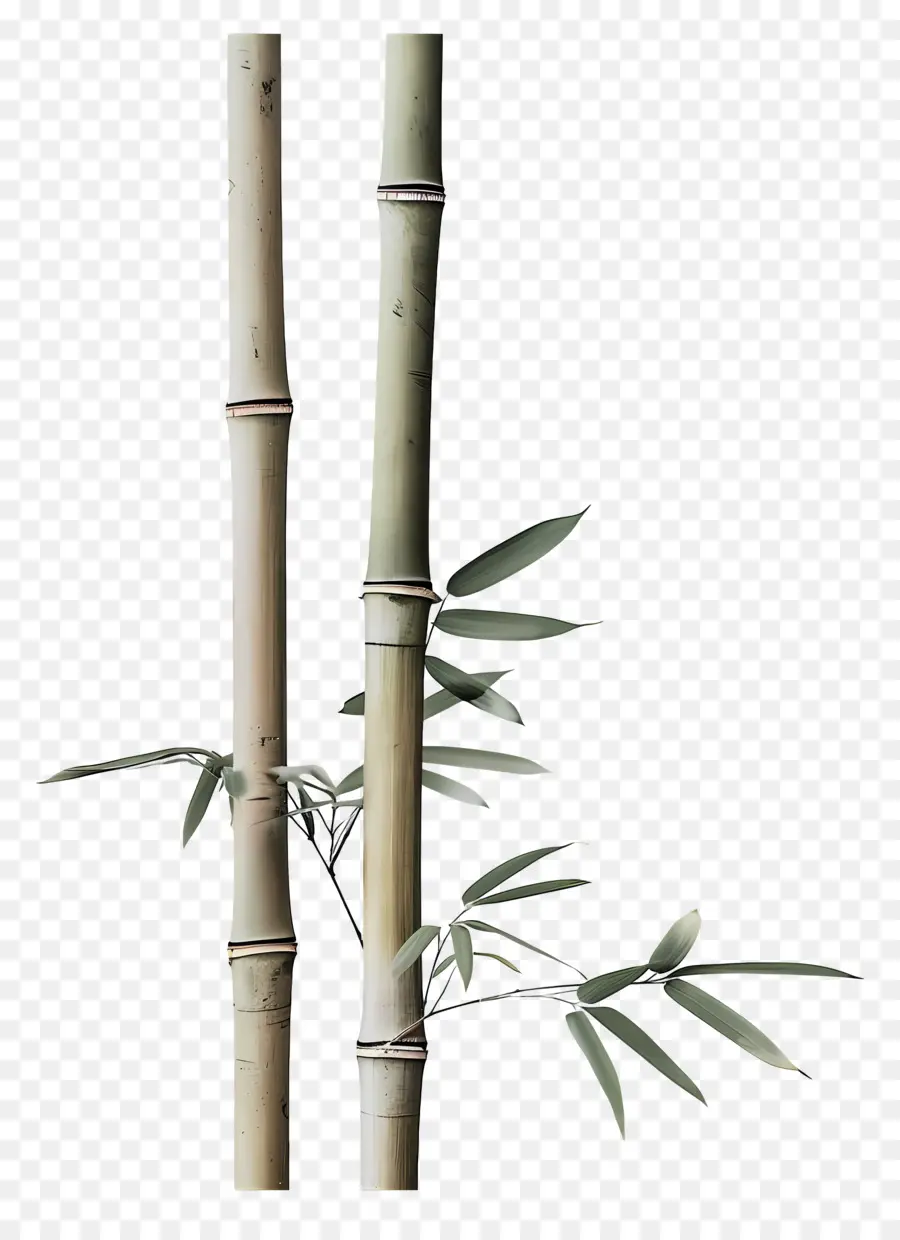 ไม้ไผ่，ไม้ไผ่ต้นไม้ PNG