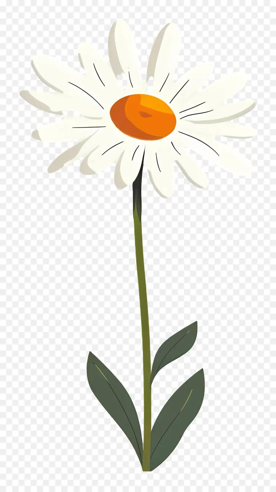 เดซี่，ดอกไม้สีขาว PNG