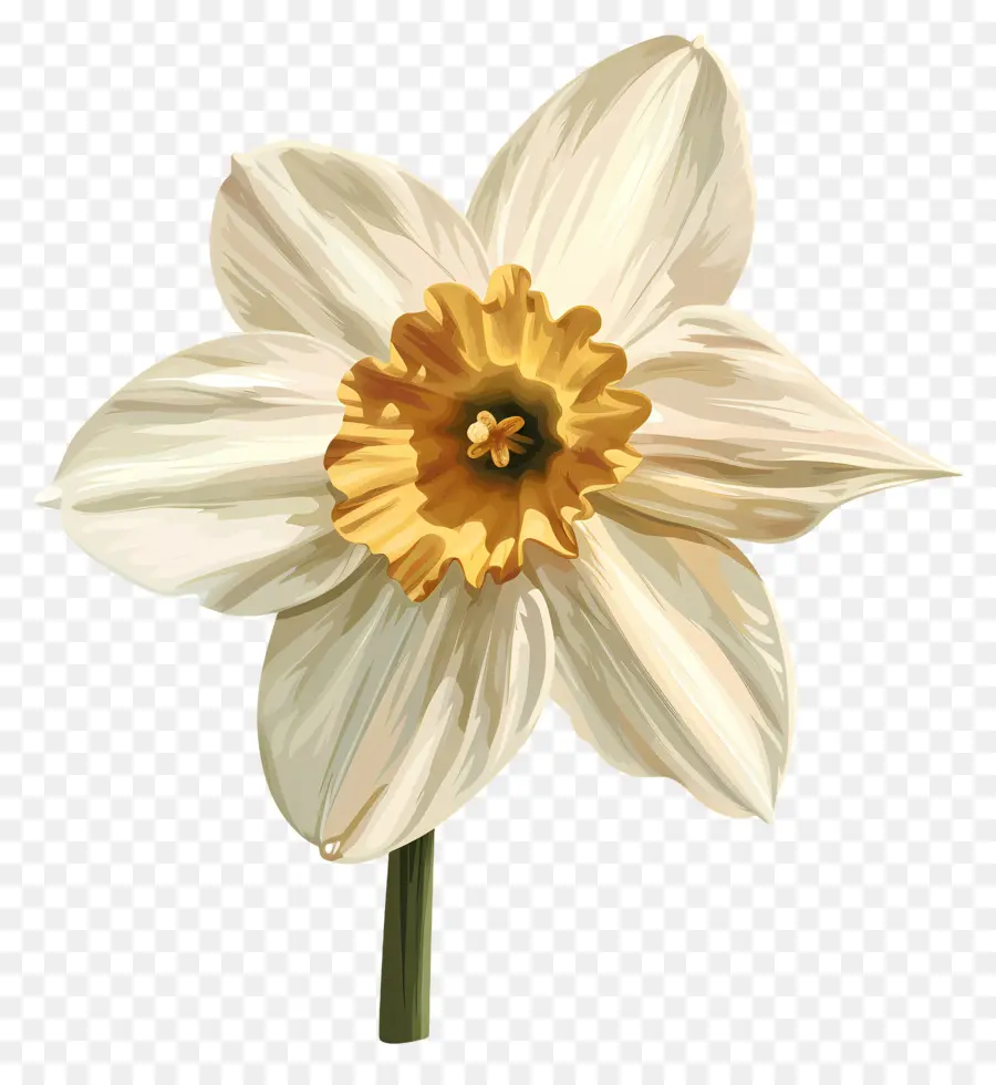 Daffodil ดอกไม้，ดอกไม้สีขาว PNG