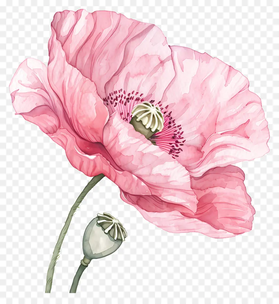 ดอกไม้ดอกป๊อปปี้สีชมพู，สีชมพูเธอรู้ท่อนโปรดของฉัน PNG