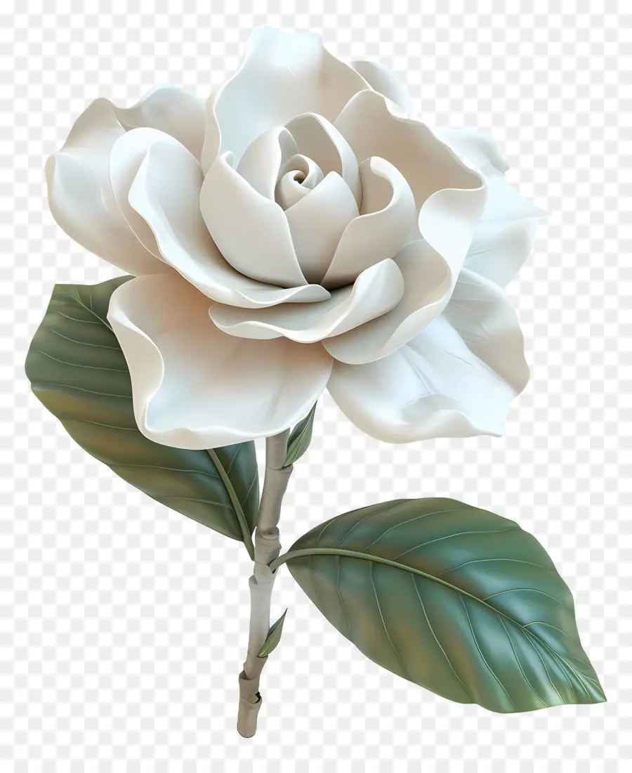 Gardenia ดอกไม้，ดอกไม้สีขาว PNG