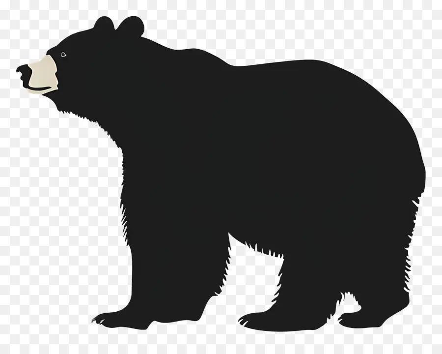 หมี，หมีดำ PNG