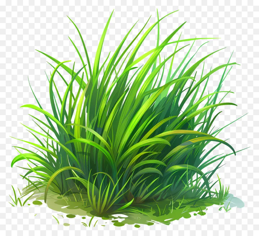 หญ้าสีเขียว，สูงหญ้า PNG