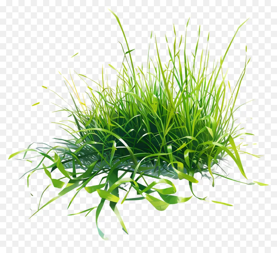 หญ้าสีเขียว，นานเหลือ PNG