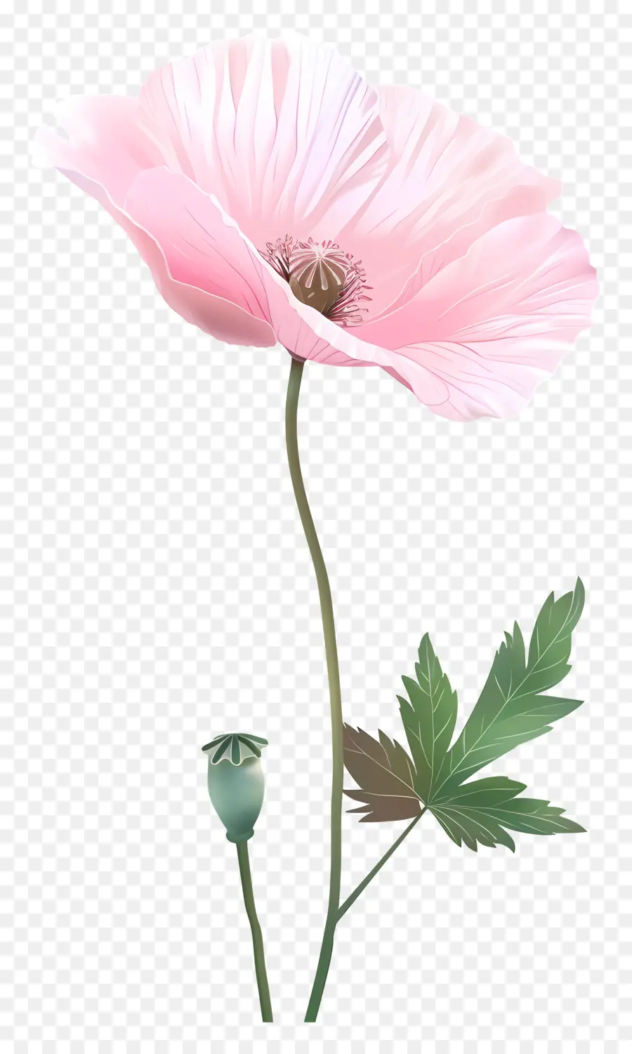 ดอกไม้ดอกป๊อปปี้สีชมพู，ดอกป๊อปปี้สีชมพู PNG