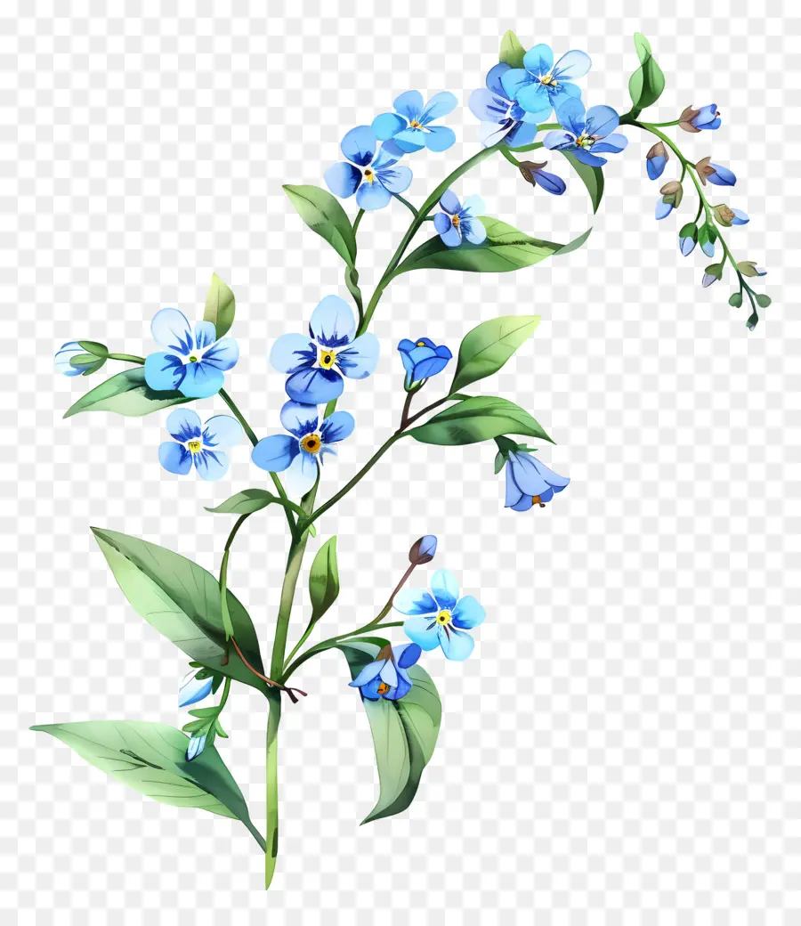 Forgetmenot，ดอกไม้สีฟ้า PNG