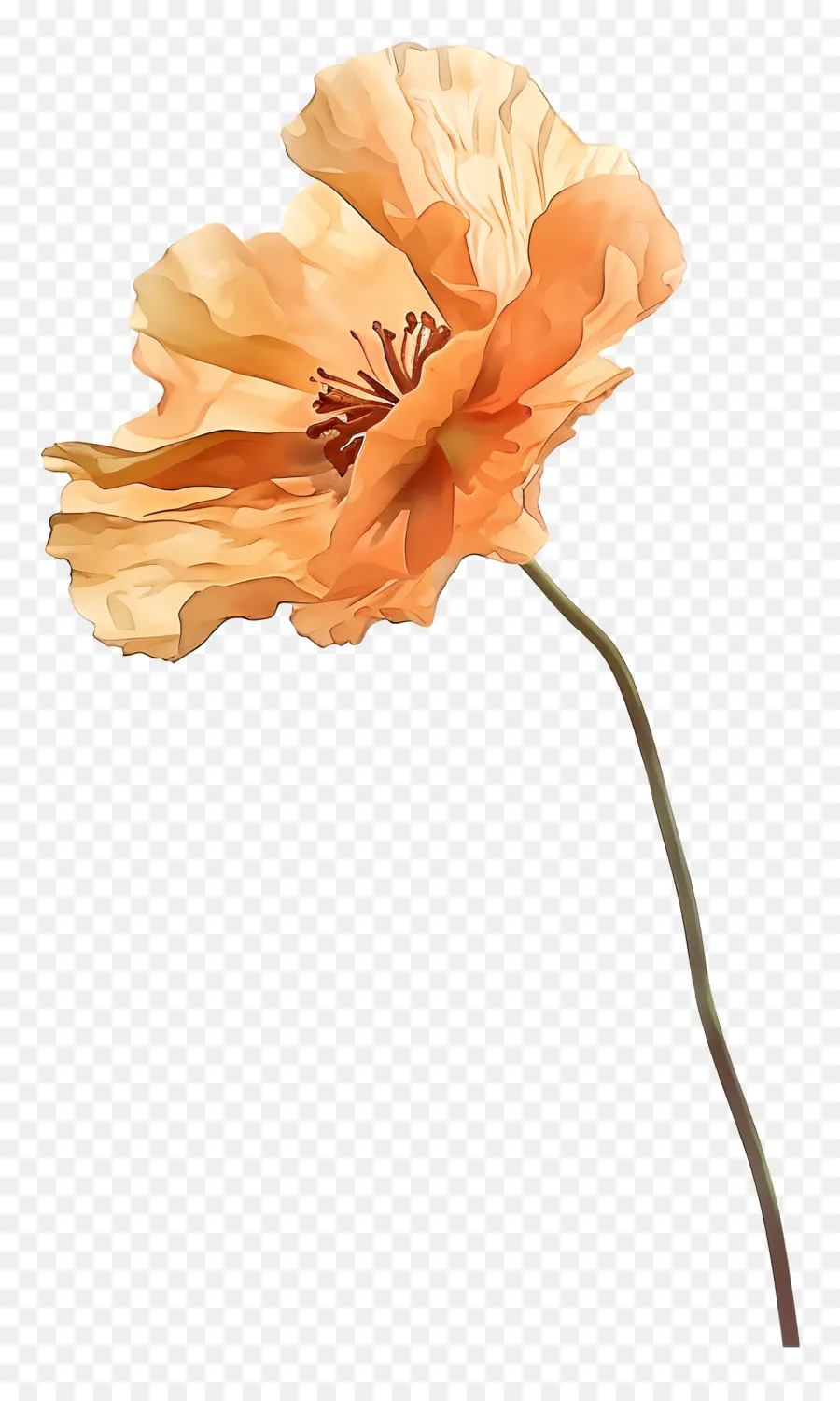 ดอกป๊อปปี้สีส้ม，เธอรู้ท่อนโปรดของฉันดอกไม้ PNG