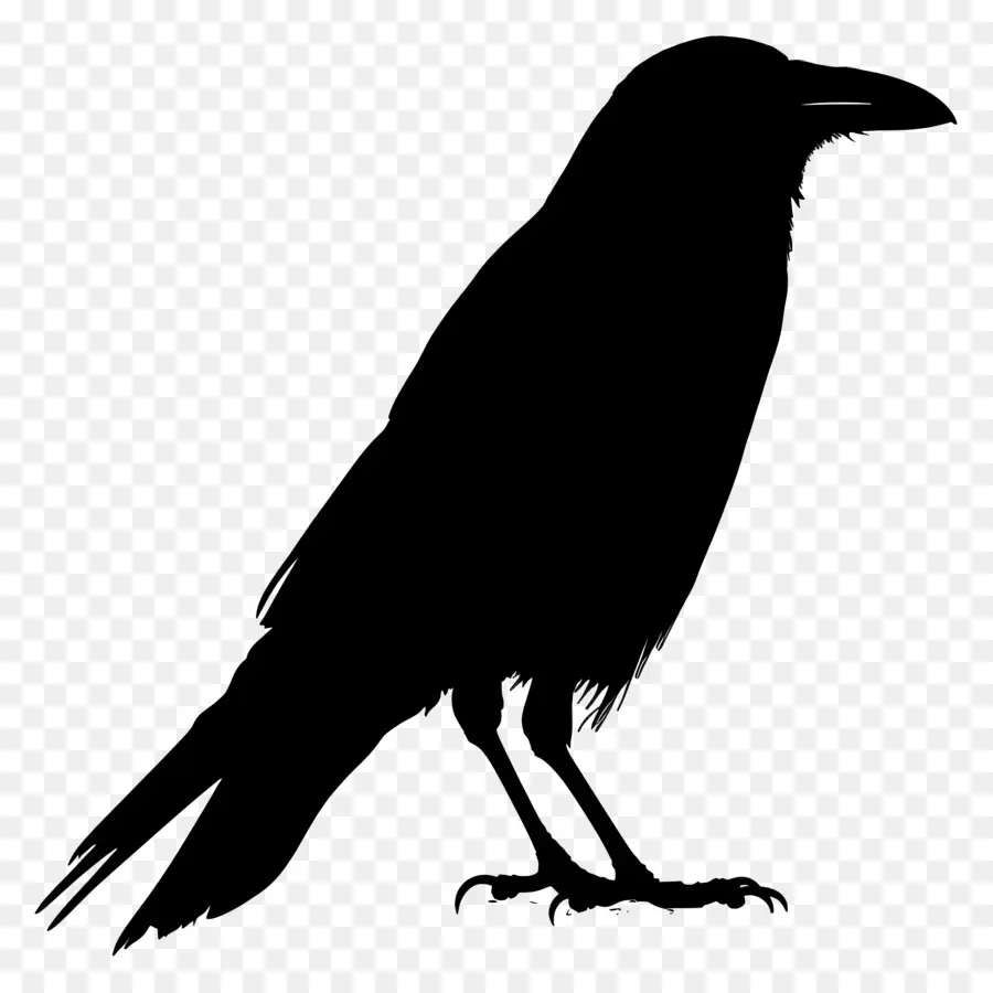 อีกา Silhouette，นกสีดำ PNG