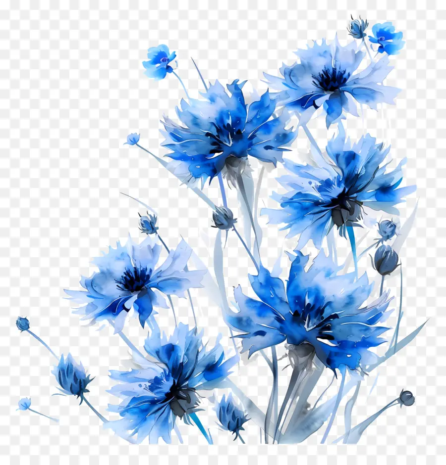 ดอกไม้ข้าวโพดสีน้ำเงิน，สีน้ำเงินดอกไม้ PNG