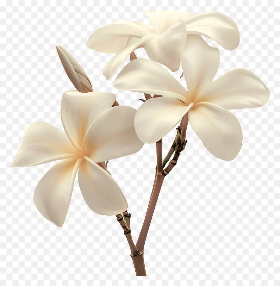 พลัมสีขาว，Plumeria ดอกไม้ PNG