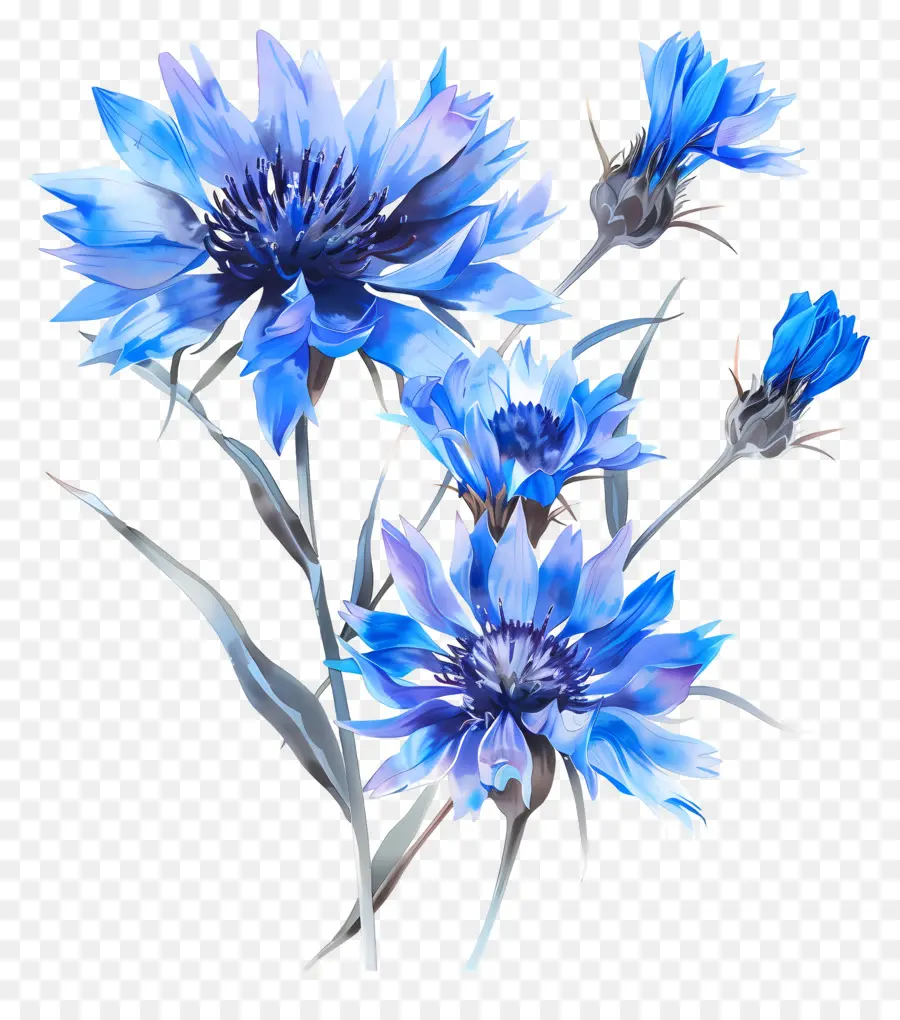 ดอกไม้ข้าวโพดสีน้ำเงิน，สีน้ำเงินดอกไม้ PNG
