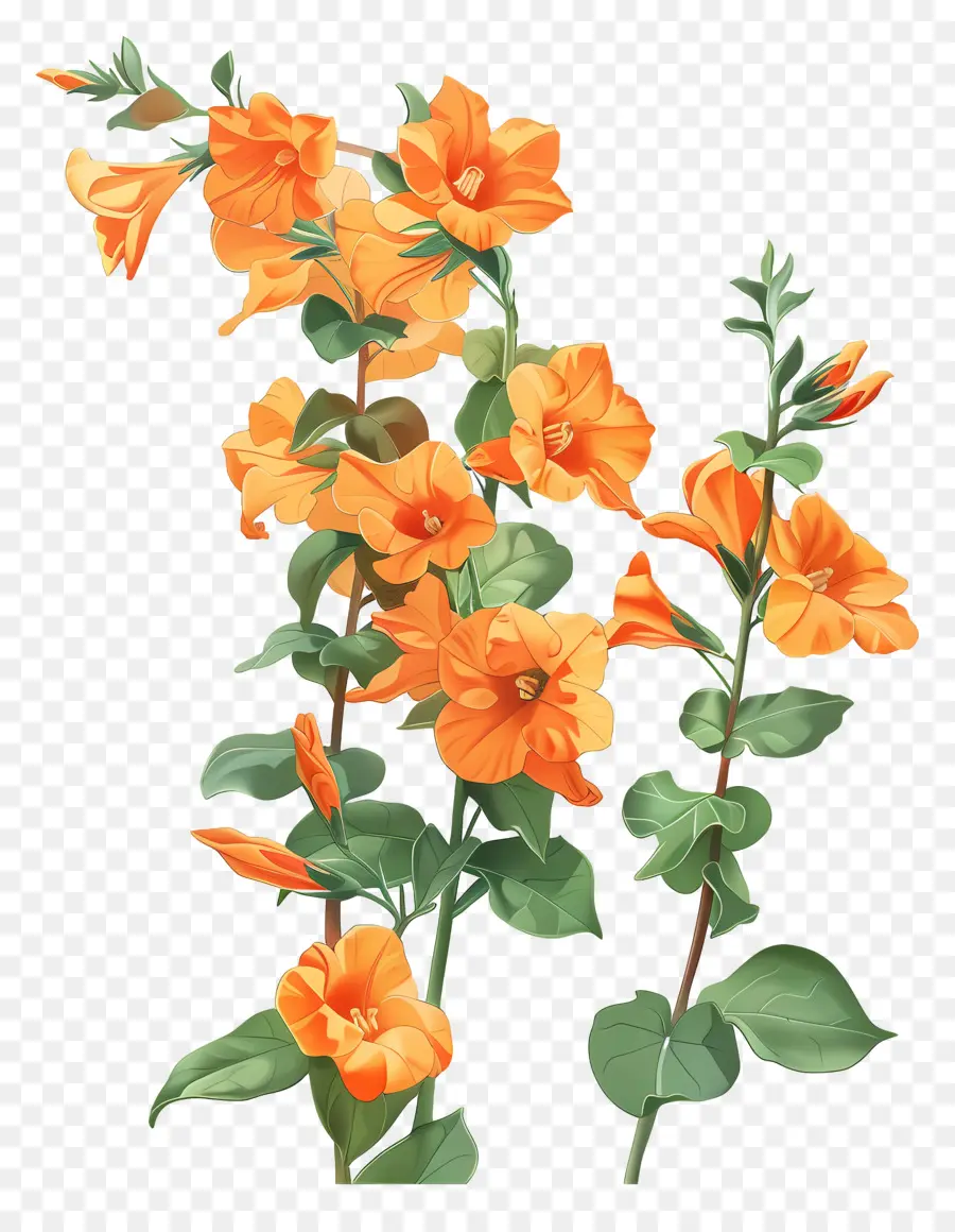 ส้มแซนเดอร์เนีย，ดอกไม้สีส้ม PNG