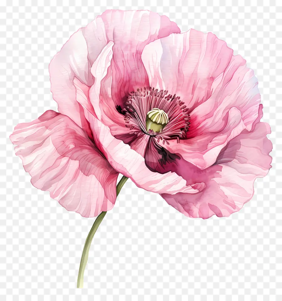 ดอกไม้ดอกป๊อปปี้สีชมพู，ดอกป๊อปปี้สีชมพู PNG