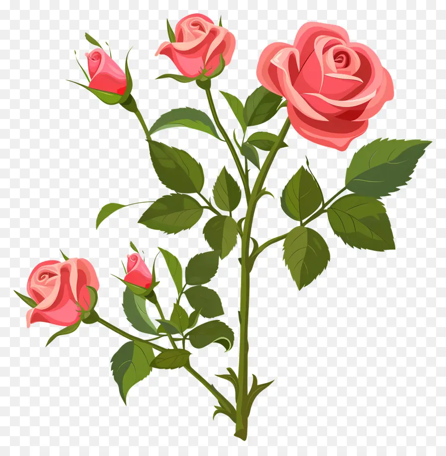 ดอกกุหลาบสวน，บดอกกุหลาบสีชมพู PNG