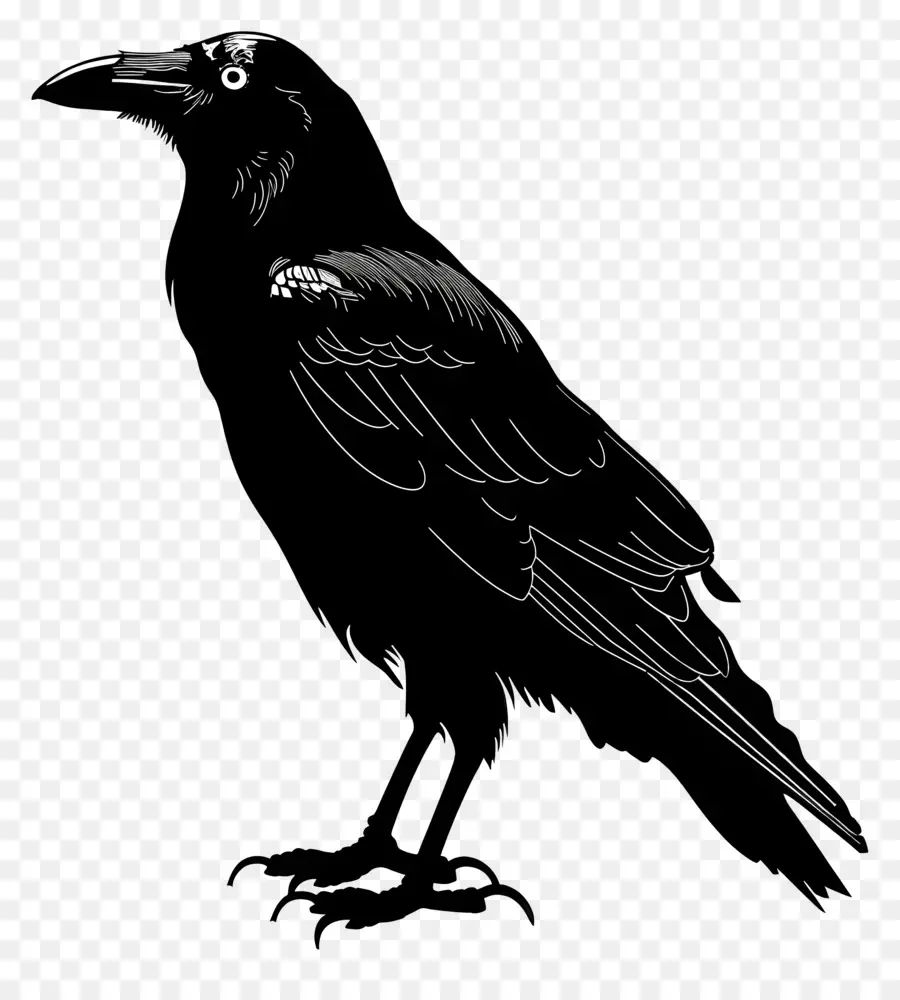 อีกา Silhouette，นกสีดำ PNG