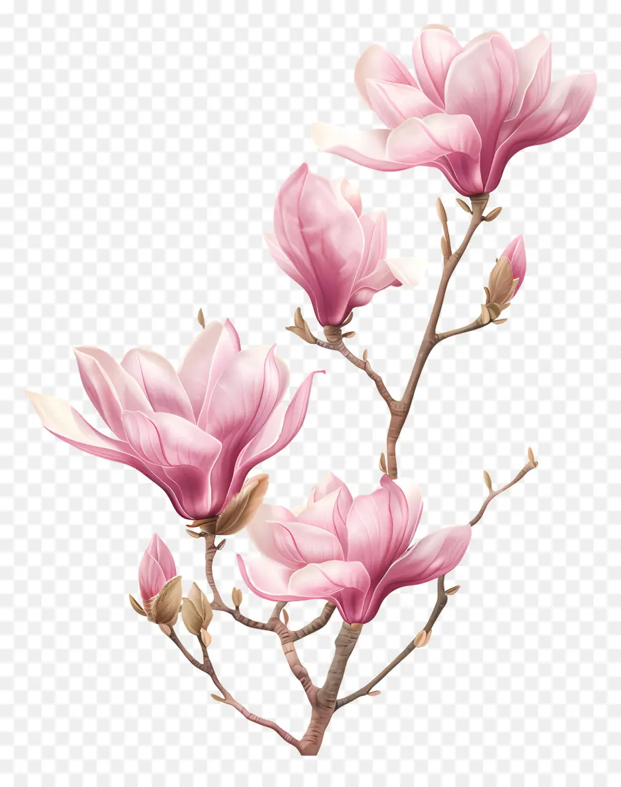 สีชมพู Magnolia，Magnolia ดอกไม้ PNG