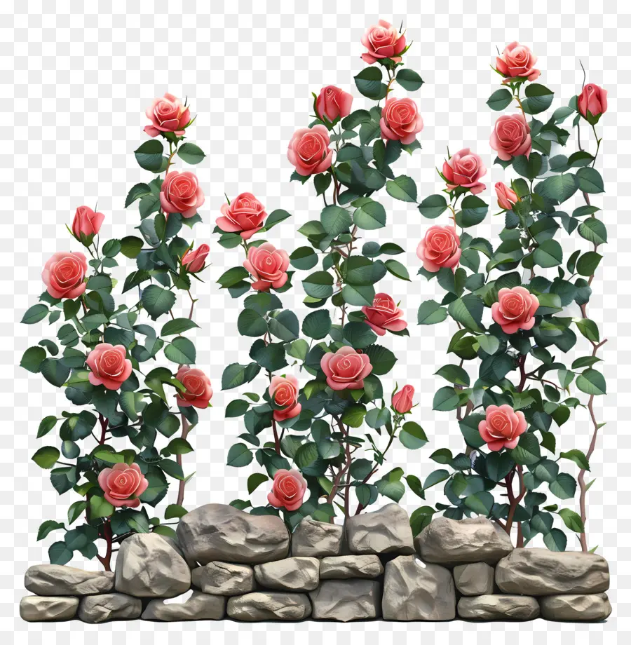 ดอกกุหลาบสวน，กำแพงหิน PNG