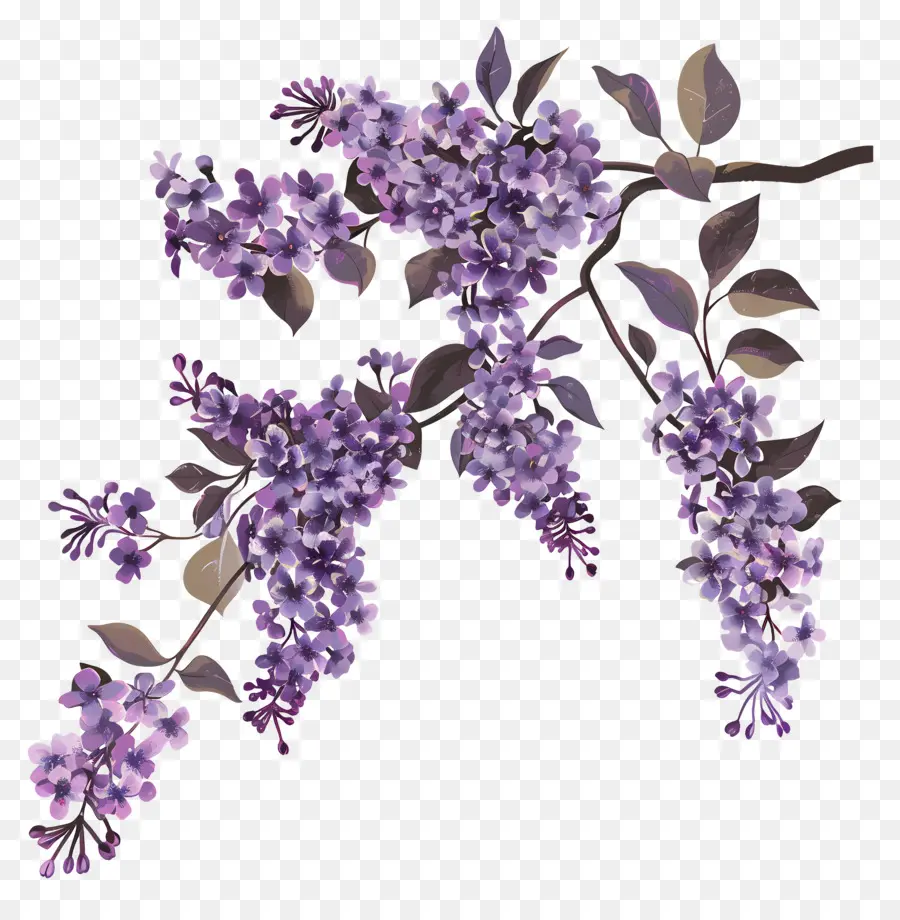 Lilac ดอกไม้，สีม่วง Lilac PNG
