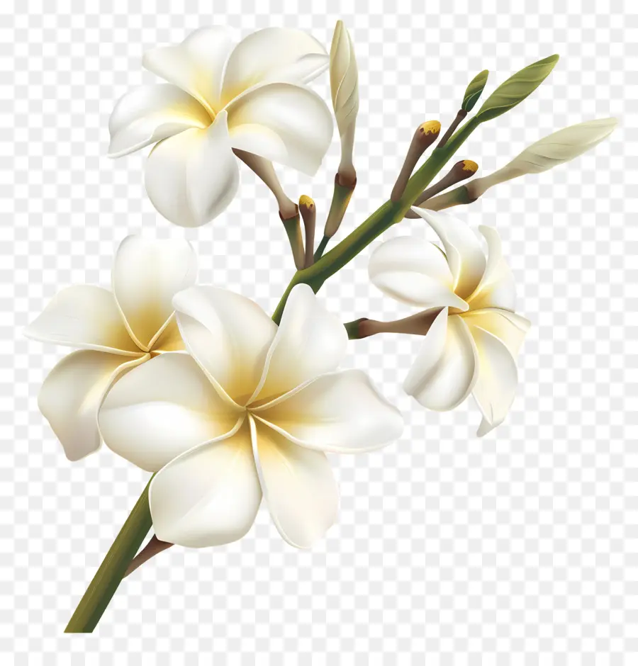 พลัมสีขาว，Plumeria ดอกไม้ PNG