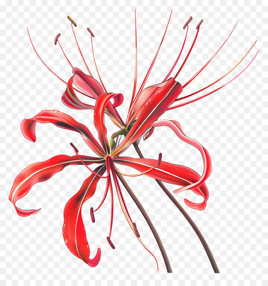 แมงมุมลิลลี่，ดอกไม้สีแดง PNG
